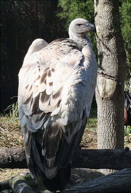 African Condor 2-3-08 | Flickr - Photo Sharing!