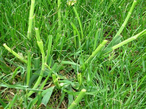 Lawn grass weed identification #397318 - Ask Extension