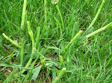 Lawn grass weed identification - Ask Extension