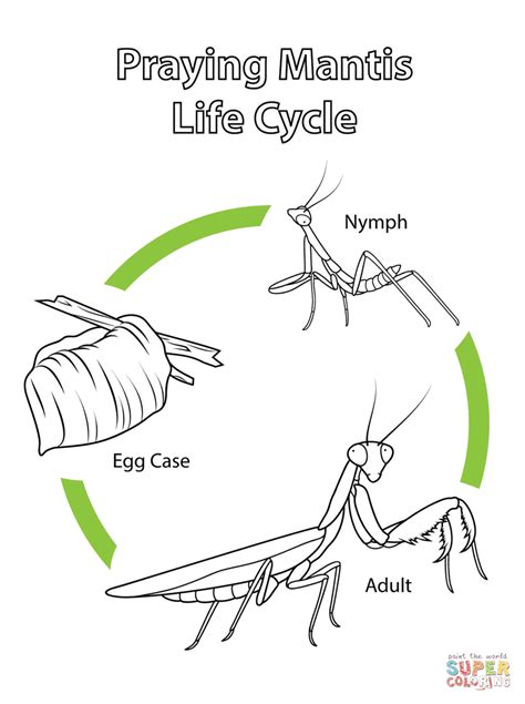 Life Cycle of Praying Mantis | Super Coloring | Praying mantis, Life ...