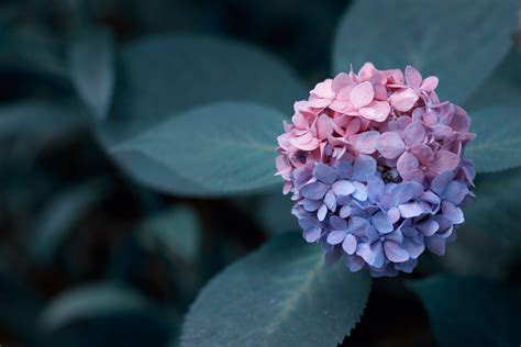 Hydrangea HD Wallpapers - 5dwallpaper.com