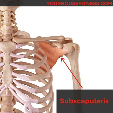 Muscle Breakdown: Subscapularis