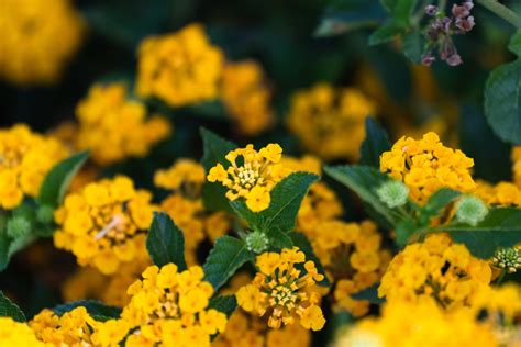 dwarf yellow lantana - Tour It Now