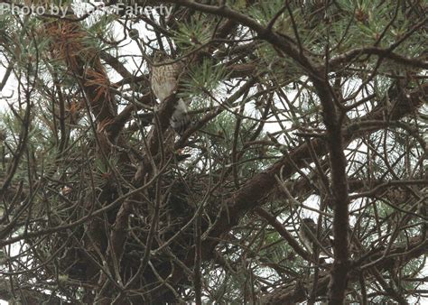 Sharp-shinned Hawk - East Cascades Audubon Society