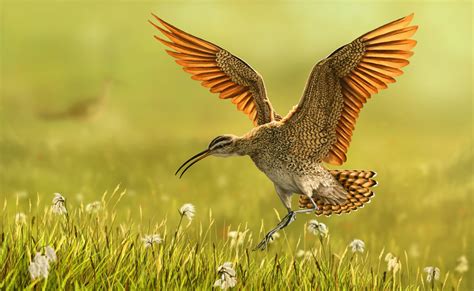 Eskimo Curlew (Numenius borealis) - The rarest wader in the world