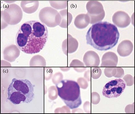 Monocytes And Lymphocytes