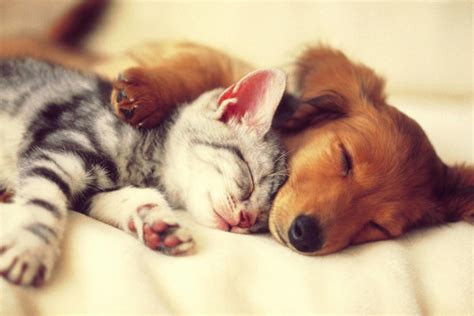 Cats and Dogs Wallpapers - Top Free Cats and Dogs Backgrounds - WallpaperAccess | Cute cats and ...