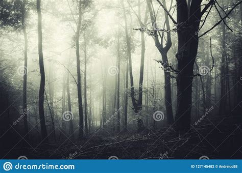 Spooky Halloween Scene in Haunted Forest Stock Photo - Image of forest, haunted: 127145482