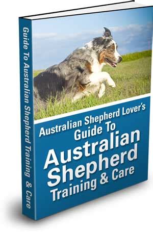 Guide To Australian Shepherd Training and Care