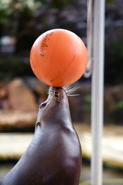 Sea Lion Balancing Ball Theatre of the Sea 2-1-10 IMG_1748 | Flickr - Photo Sharing!