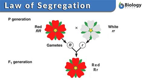 Introduction to genetic principles pdf - rtshidden