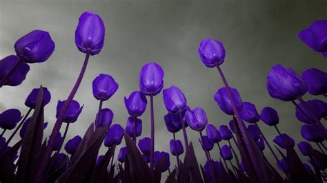 3840x2160 resolution | low-angle photography of purple Tulips field HD ...