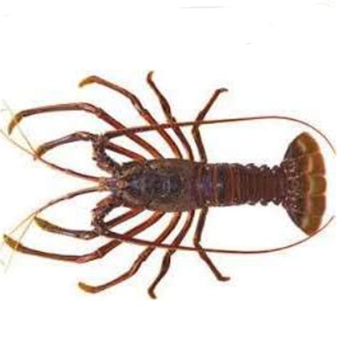 Australian Crayfish – Notre Terre Pty Ltd