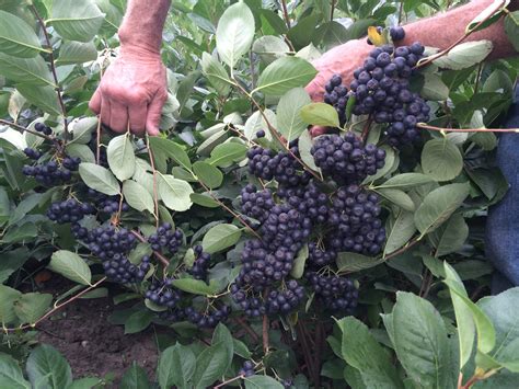 Aronia | Meristem Farm and Nursery