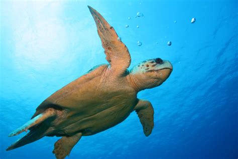 Loggerhead turtle status goes from endangered to vulnerable - Africa ...