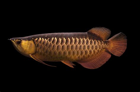 Arowana Wallpapers - Top Free Arowana Backgrounds - WallpaperAccess