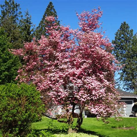 Pink Kousa Dogwood Tree For Sale | The Tree Center