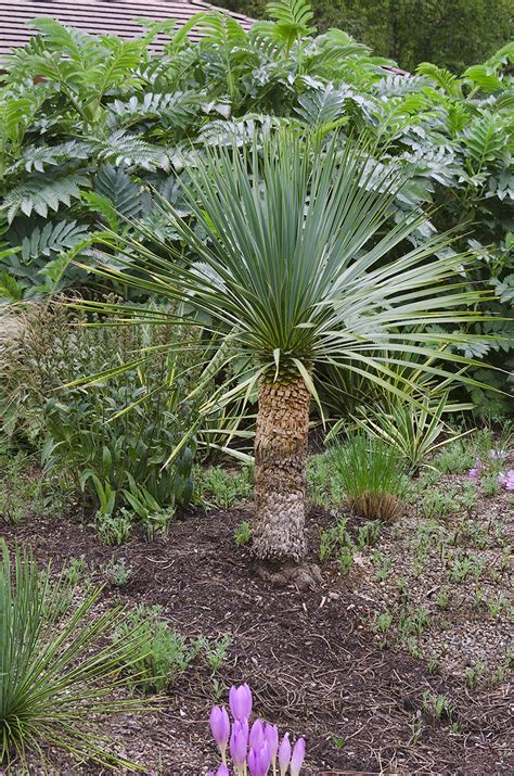 Linda Cochran's Garden: Yucca Rostrata