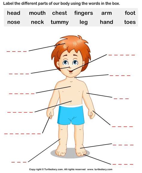 Label The Body Parts 3 Worksheet – TurtleDiary.com - Education | Human ...