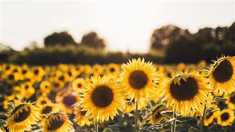 1366x768 Sunflowers Laptop HD ,HD 4k Wallpapers,Images,Backgrounds,Photos and Pictures