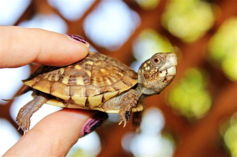 baby turtle | Turtle, Baby turtles, Pets