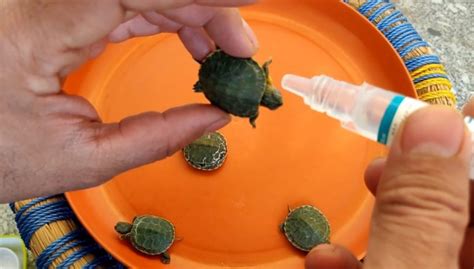 Turtle Eye Infection | Problems And Related Treatments