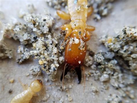 Dampwood Termite Control in Santa Clara, San Diego Counties | Thrasher Termite & Pest Control