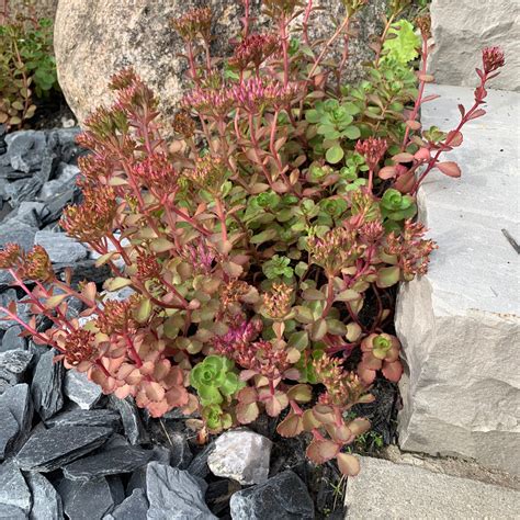 Dragon's Blood Sedum Seeds (Sedum coccineum) - Seed Needs – Seed Needs LLC