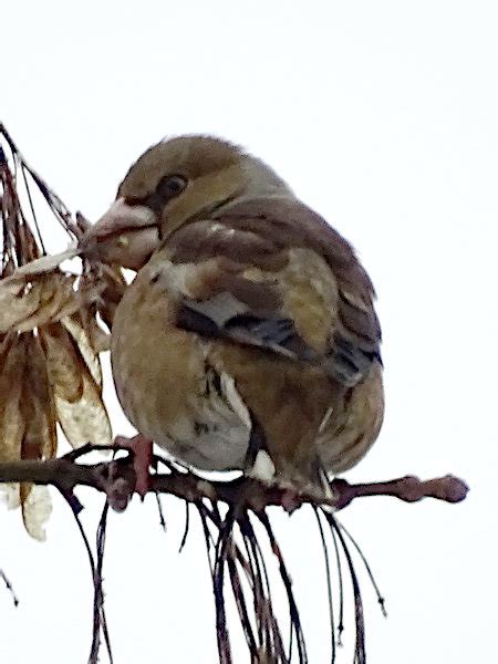 Hawfinch (Coccothraustes coccothraustes)