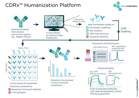 Harnessing the rabbit antibody repertoire - Fusion Antibodies