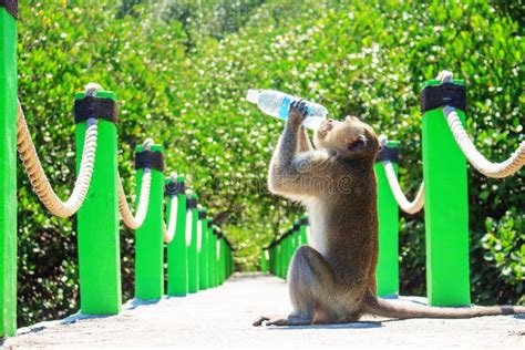 Monkey Drinking Water Bottle Stock Photo - Image of mammal, nature ...