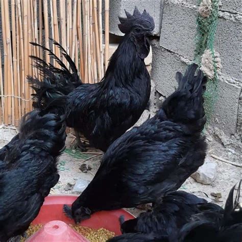 Kadaknath Chicken: A Near Mythical Chicken