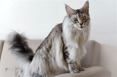 Biggest Domestic Cat Breeds in the World