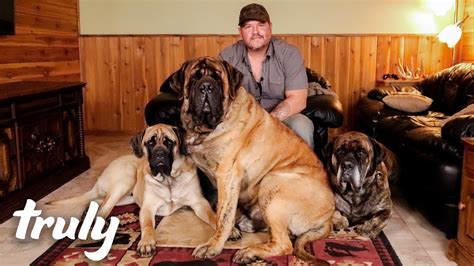 63+ Giant English Mastiff Puppies For Sale - l2sanpiero