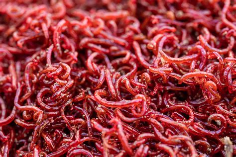 Bloodworms: The Best Aquarium Snack - Aquariadise