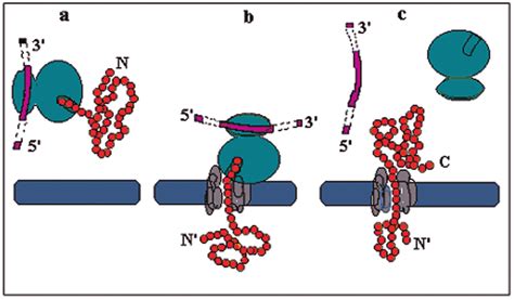 Polypeptide enters the folding compartment from narrow... | Download ...