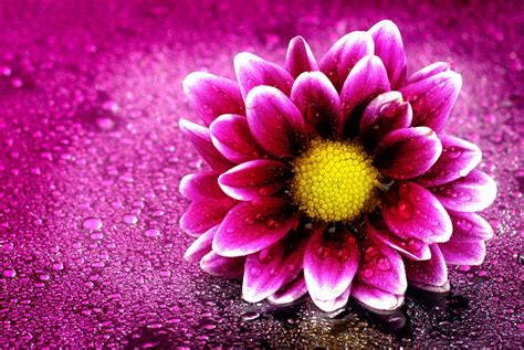 Download Water Drop Purple Flower Purple Artistic Flower 4k Ultra HD ...