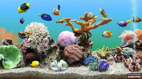 Fish Aquarium Wallpapers - Top Free Fish Aquarium Backgrounds - WallpaperAccess