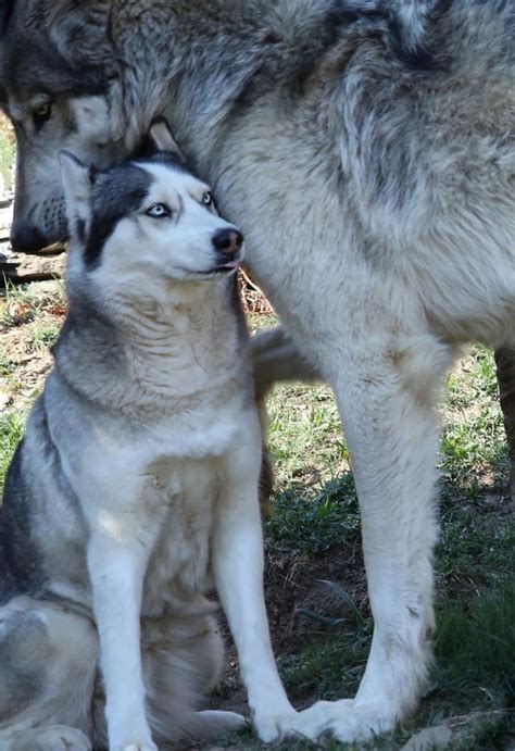 A husky next to a wolf : r/NCSU_Wolfpack