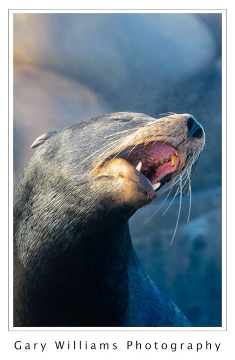 Moss Landing Wildlife–Sea Lions 4 | Gary Williams Photography