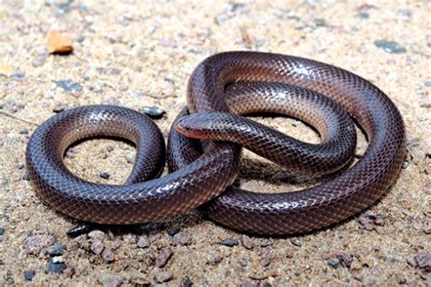 Stiletto Snake. Of the 169 species and subspecies of snakes in Southern Africa, only about 10 ...