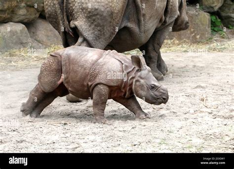 Boisterous fast running baby Greater one-horned Indian rhinoceros (Rhinoceros unicornis), here ...