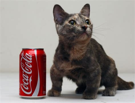 World's smallest cat ever iz set to be a superstar!