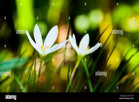 The closeup of white Rain Lily (Scientific name : Zephyranthes spp Stock Photo - Alamy