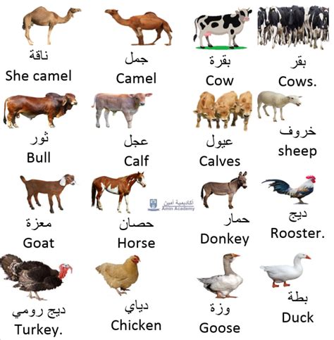 Animals in Gulf Arabic Gulf Arabic Amin Academy أكاديمية أمين