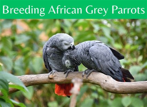 Breeding African Grey Parrots(Vet's Guide 2024) - imparrot