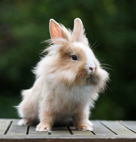 Rabbit Names - The Best Names For Brilliant Bunnies