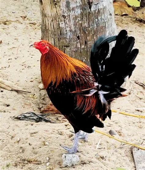 9 Best Fighting Chicken Breeds (With Pictures)