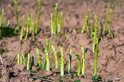 Asparagus - Planting, Growing & Harvesting Guide