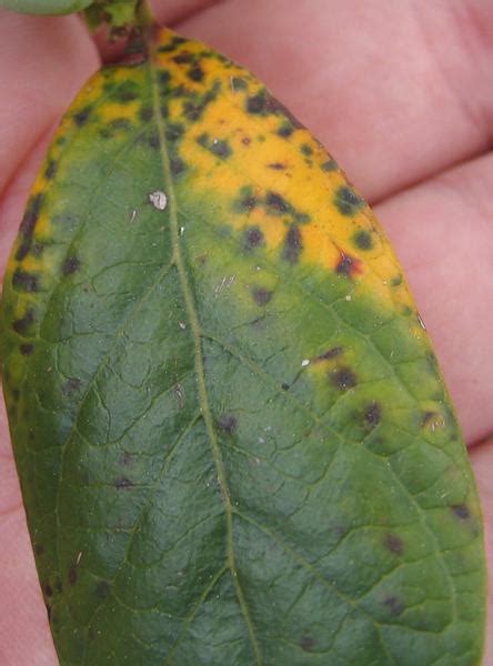 Leaf Diseases of Blueberry | NC State Extension Publications